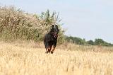 BEAUCERON 204